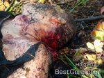 man-killed-partially-eaten-by-bear-04.jpg