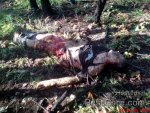 man-killed-partially-eaten-by-bear-06.jpg