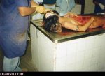 autopsy-on-woman2_595.jpg