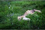 1405809152-malaysia-airlines-mh17-crashes-in-the-village-of-grabovo-east-ukraine_5302043.jpg