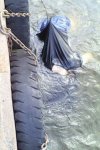 Female floater 02.jpg