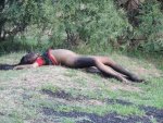 ASESINAN_A_MESERA-MERETRIZ_CALVILLITO.jpg