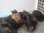 27 yo woman killed and burned 02.jpg