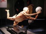 plastination13.jpg