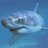 SharK2487